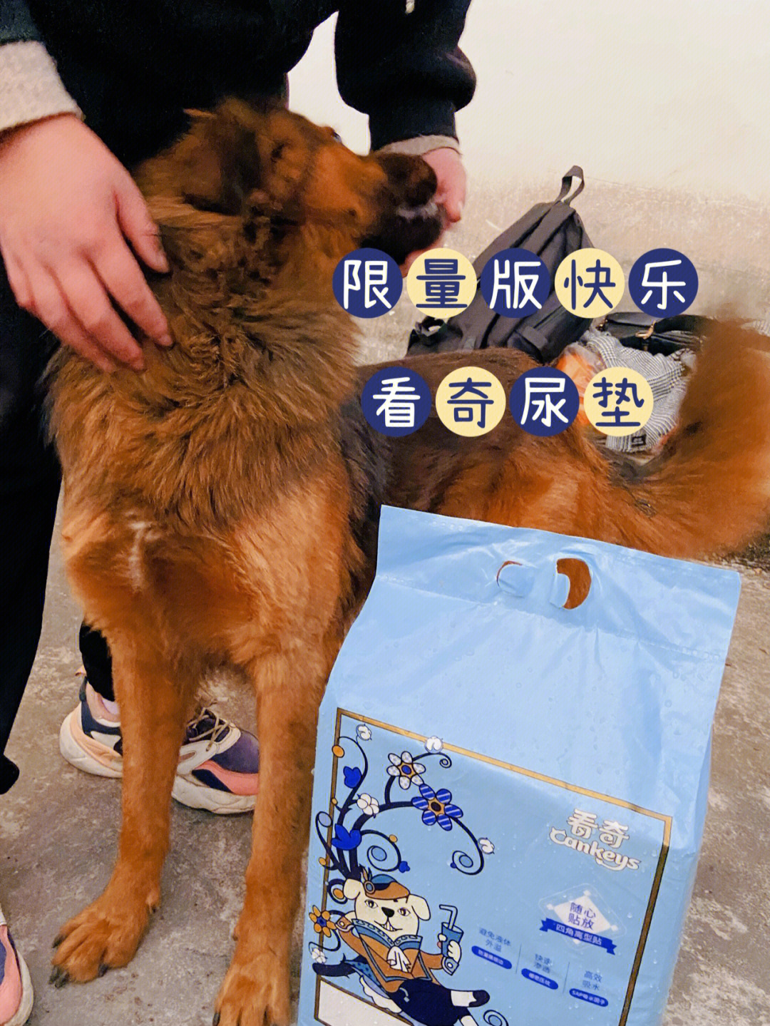 狗狗尿垫的正确垫法图片