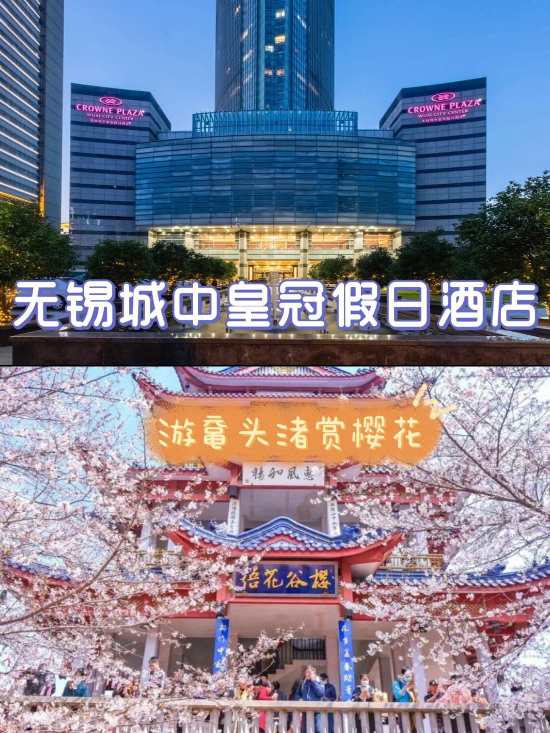 鼋头渚赏樱花住无锡城中皇冠假日酒店