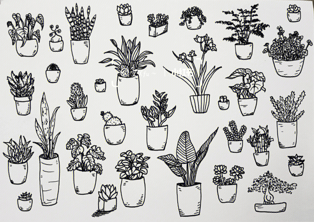 四年级植物写生简笔画图片