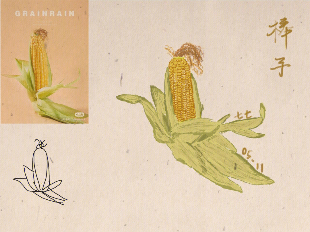 玉米须修改了好几次,总画不太准那种有点蔫儿,耷拉的形态…笔刷:工作