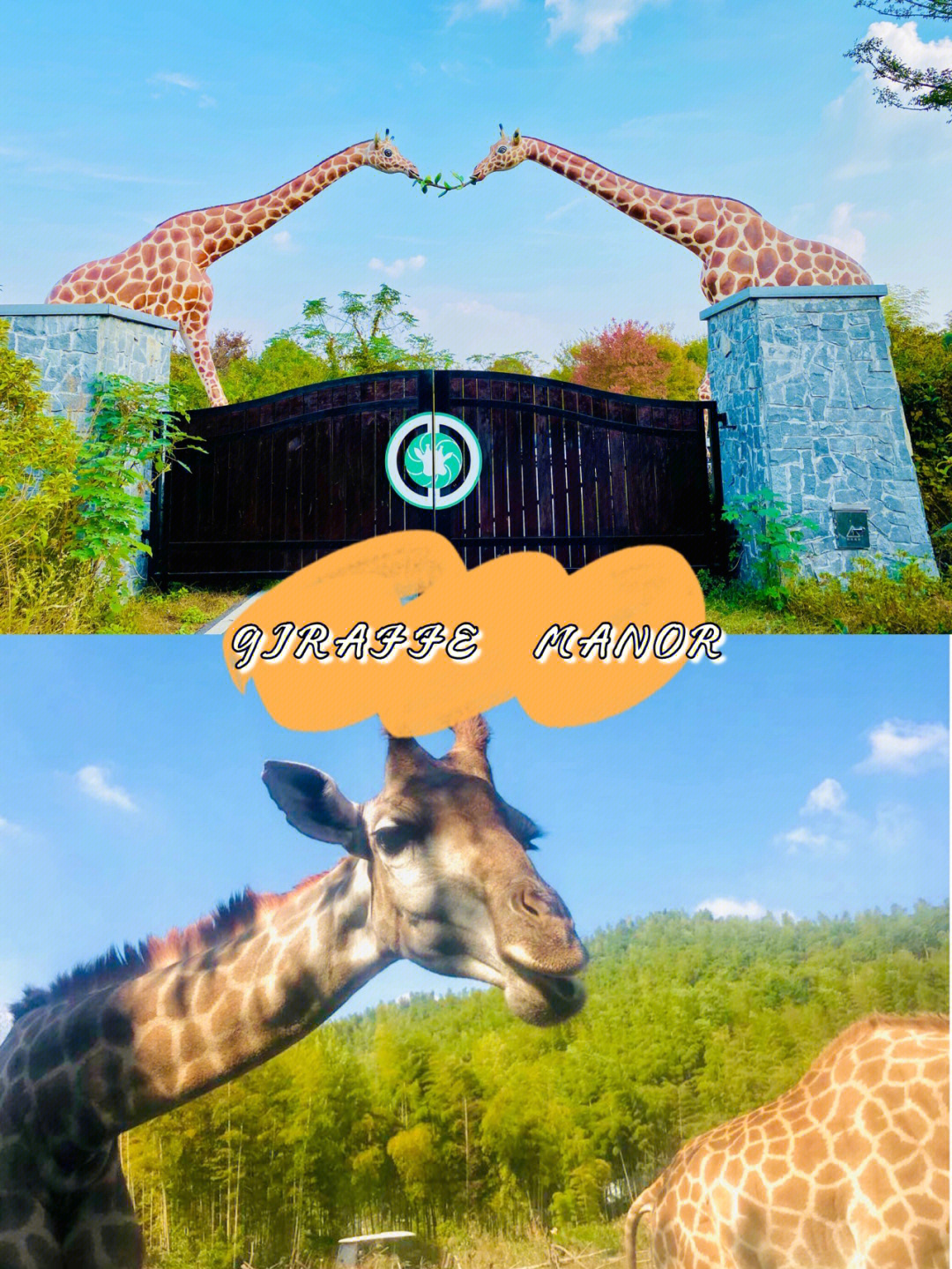 giraffemanor图片