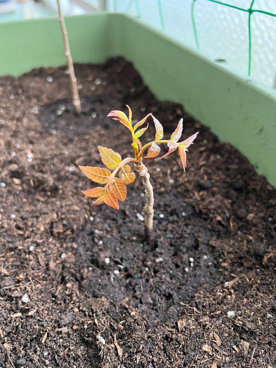 香椿苗怎么种植图片