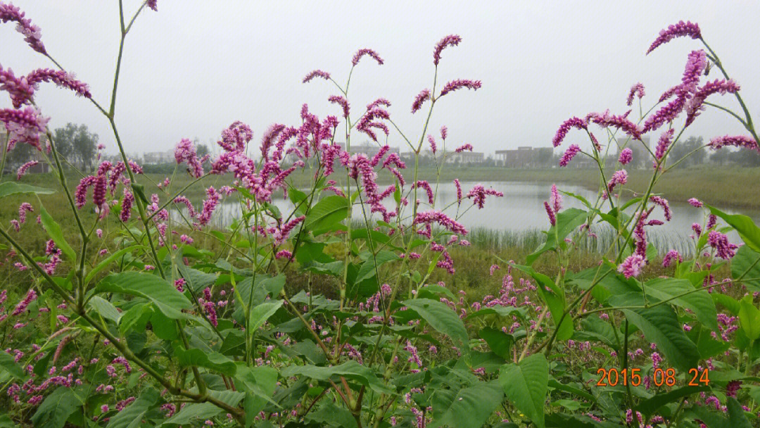 红蓼东方蓼蓼科蓼属一年生草本植物