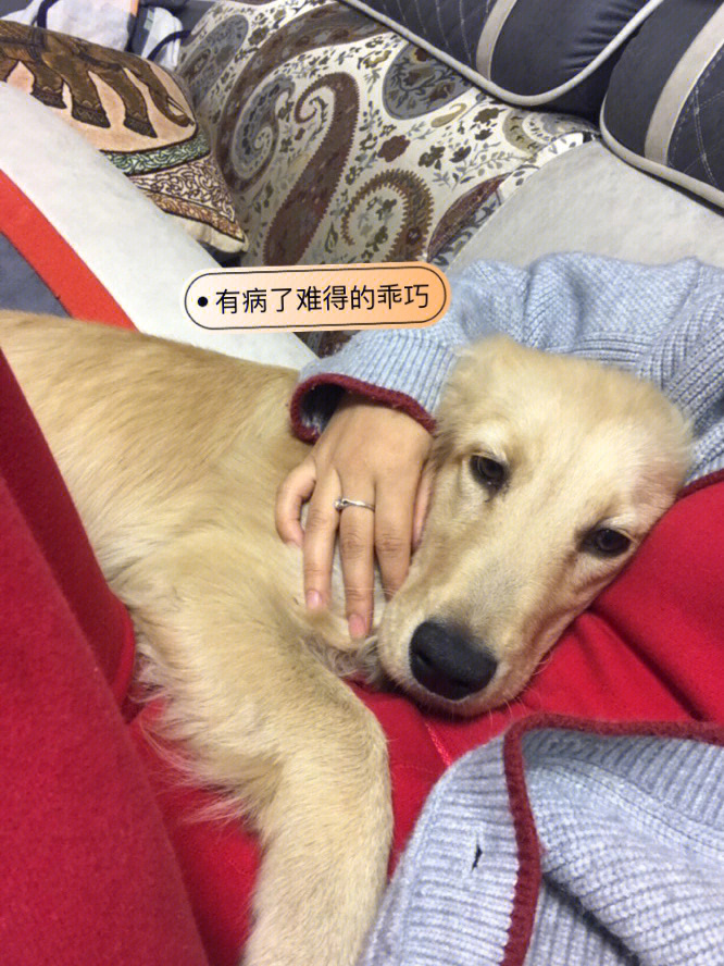 金毛幼犬