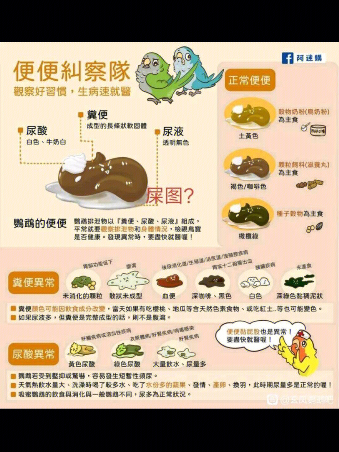 虎皮鹦鹉正常粪便啥样图片