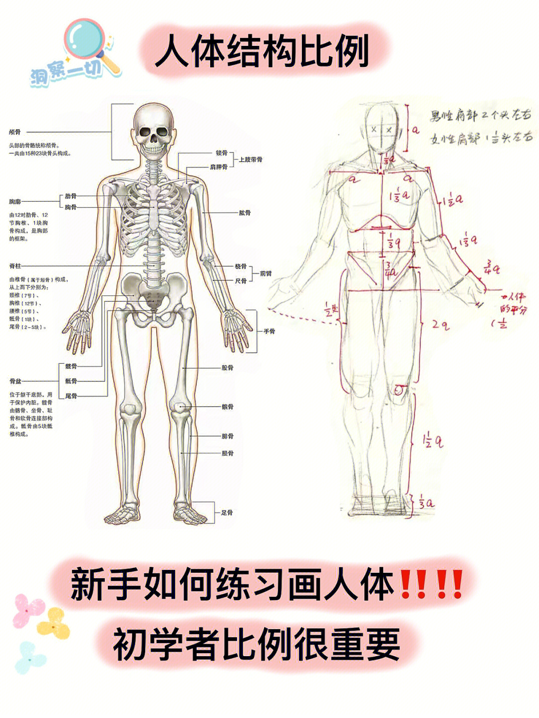 人体骨骼结构图新手如何画人体63自学分享