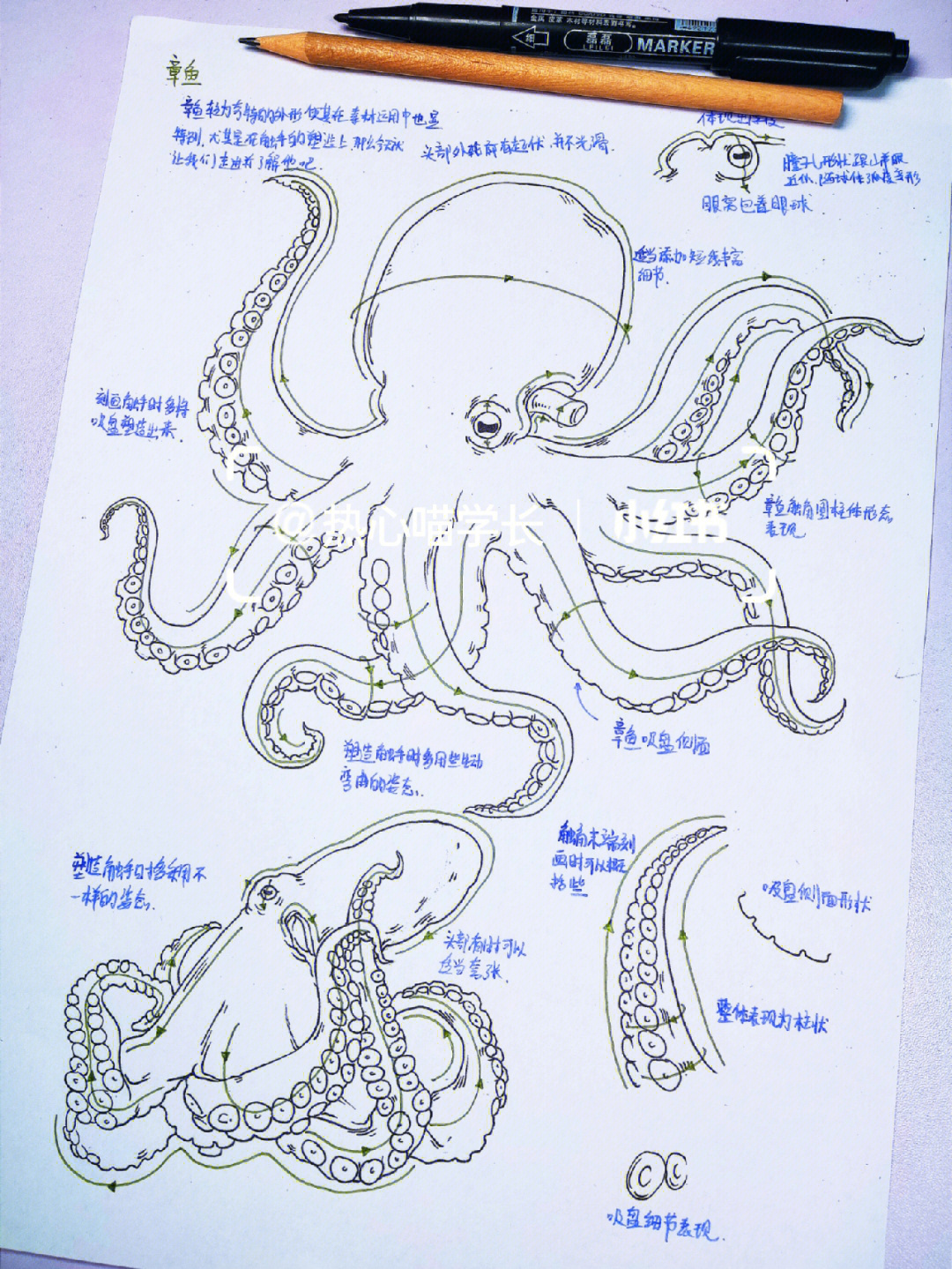 章鱼头素描图片