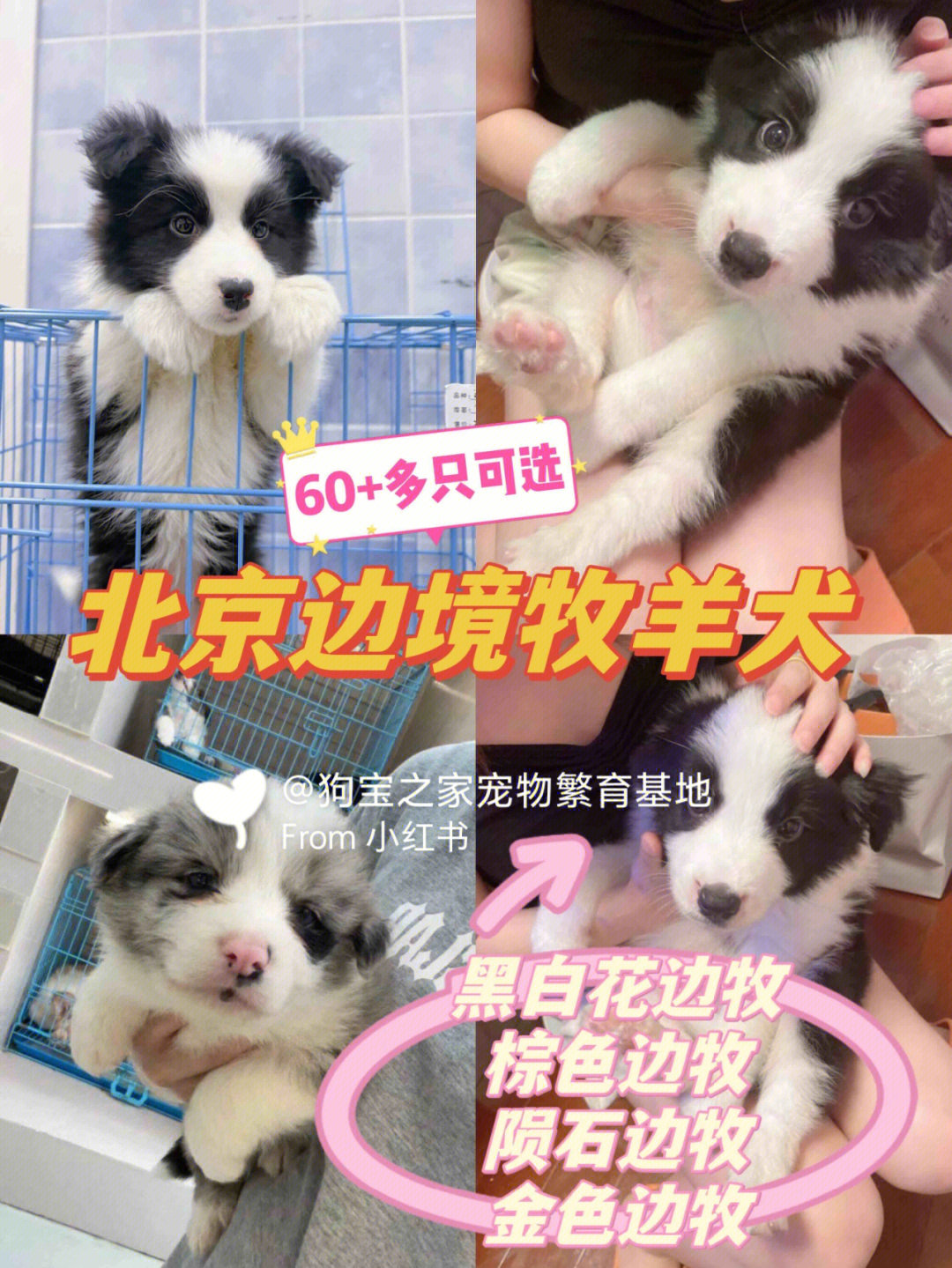 北京犬舍推荐北京边牧犬舍北京边境牧羊犬