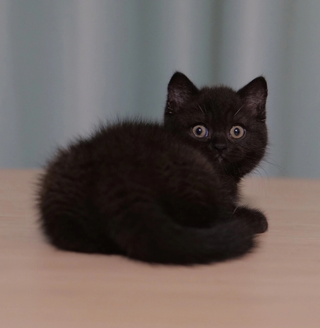 英国短尾猫黑色图片