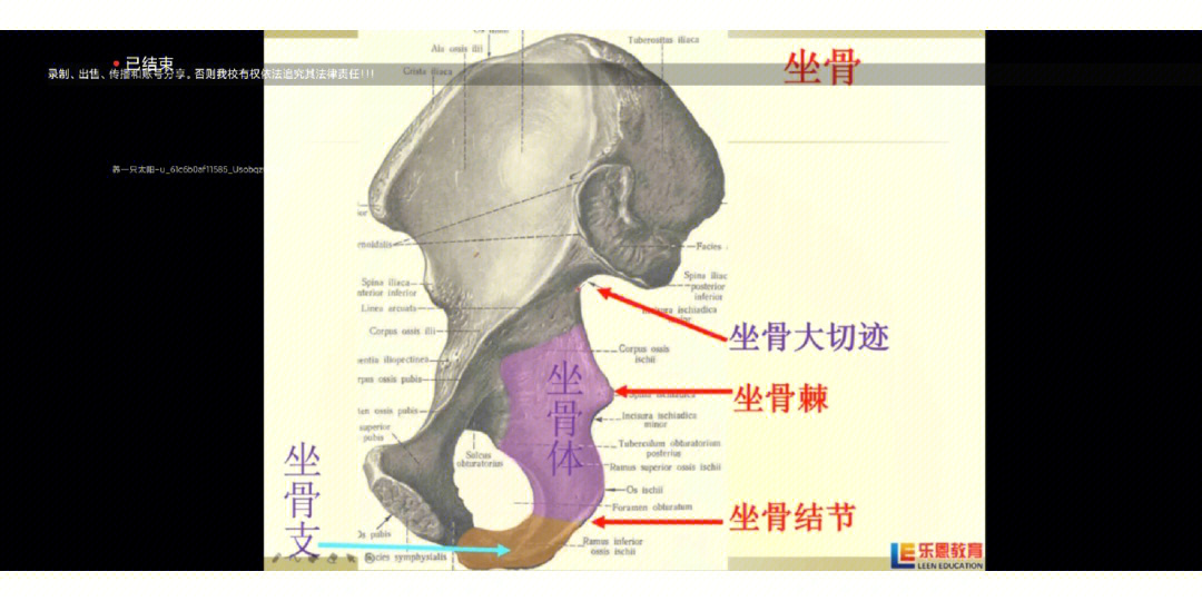 坐骨结节间径示意图图片