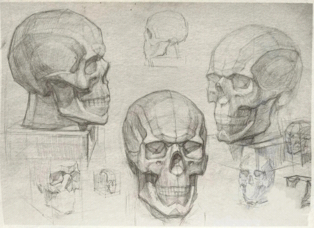 颅骨解剖结构图素描图片