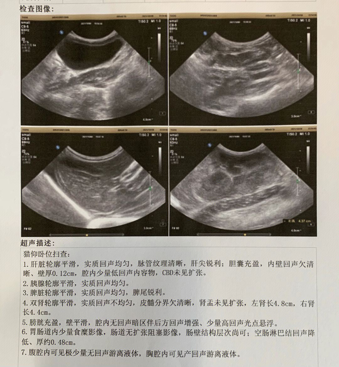 猫干性传腹