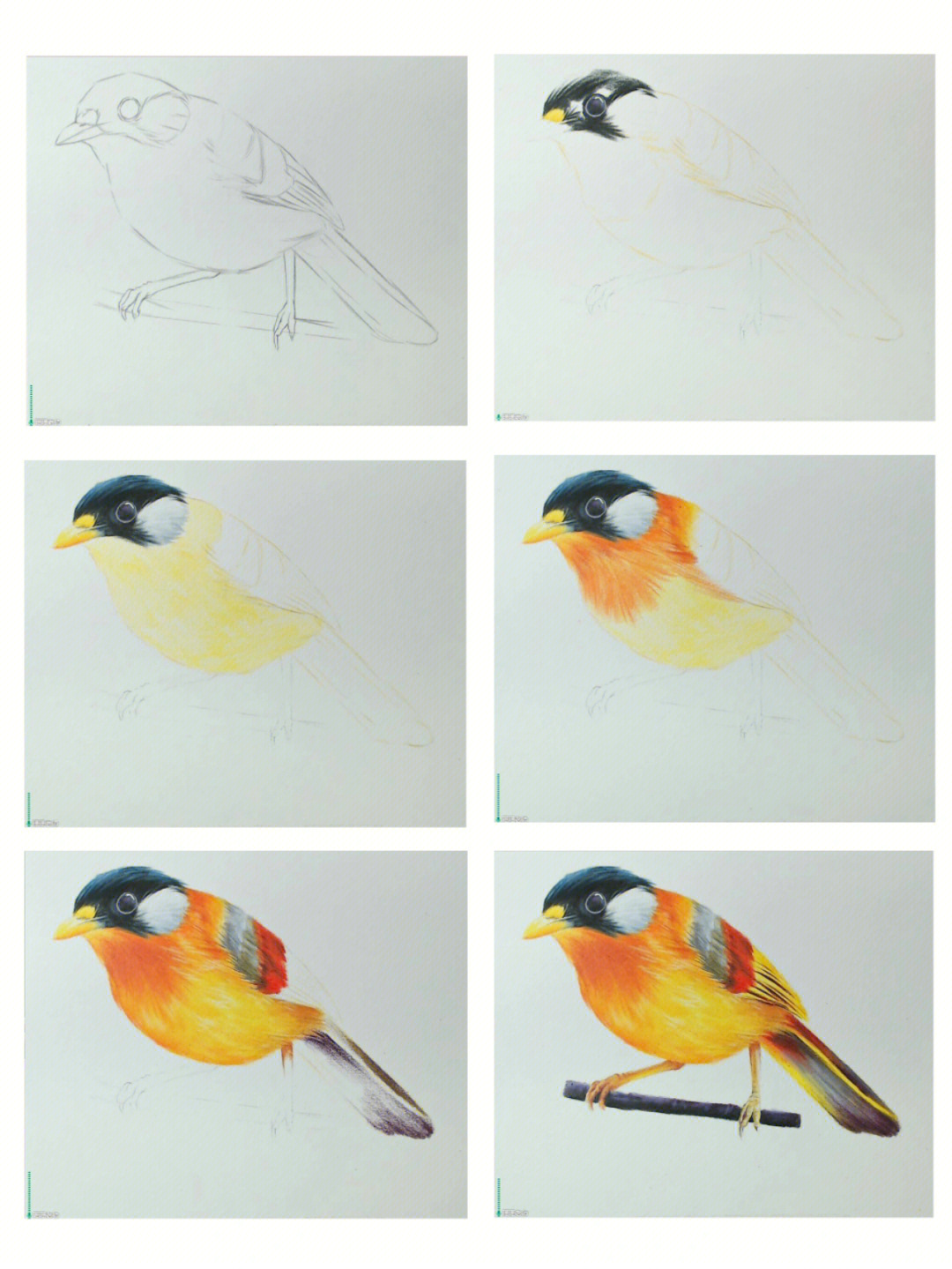 彩铅手绘五彩小鸟详细步骤图