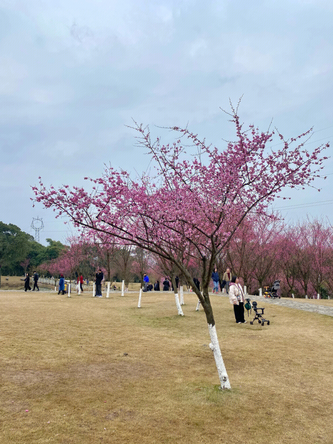 2022重庆周边看花图片