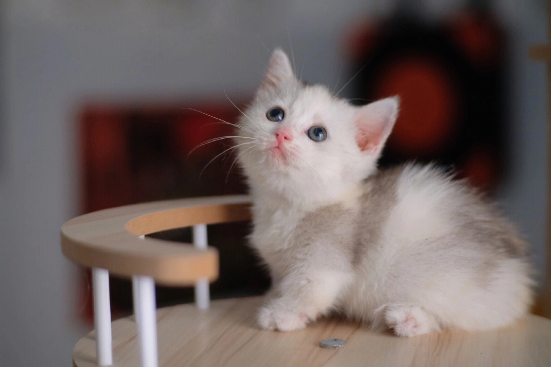 已售英短三花矮脚猫妹妹南宁找新家