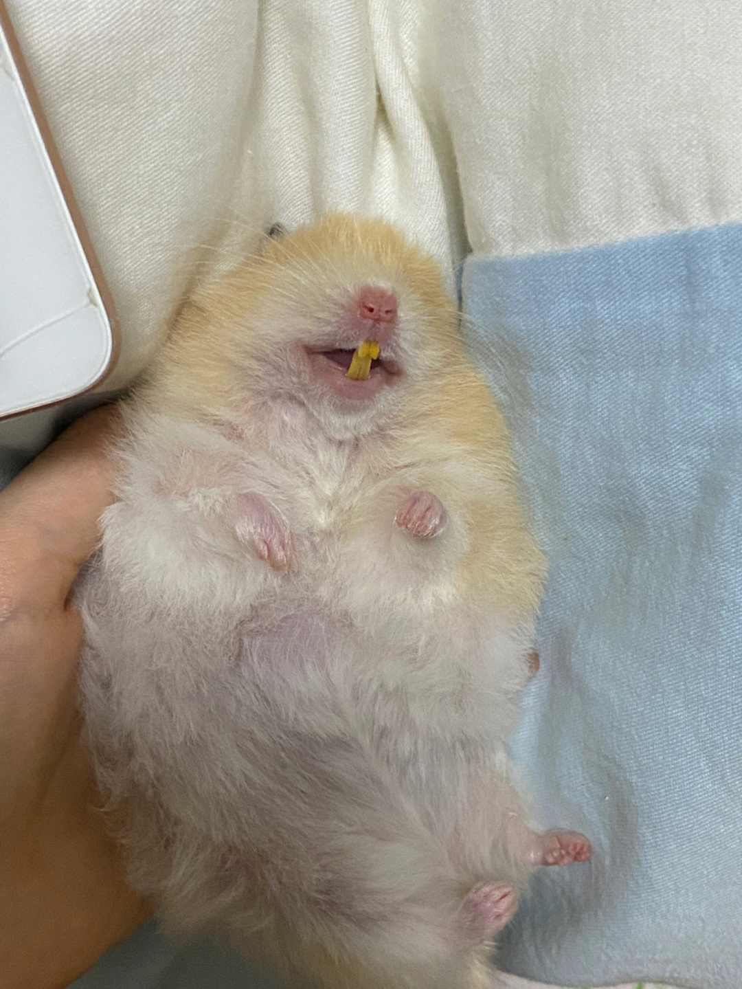 母仓鼠怀孕时睡姿图片