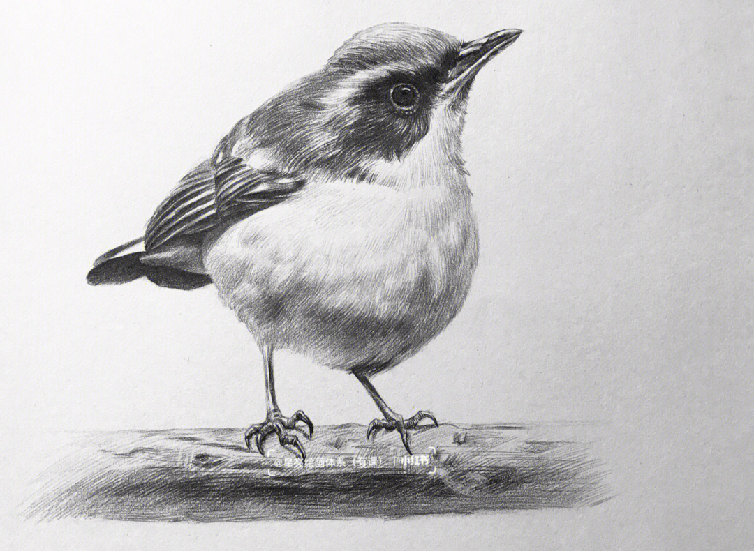 素描动物鸟绘画