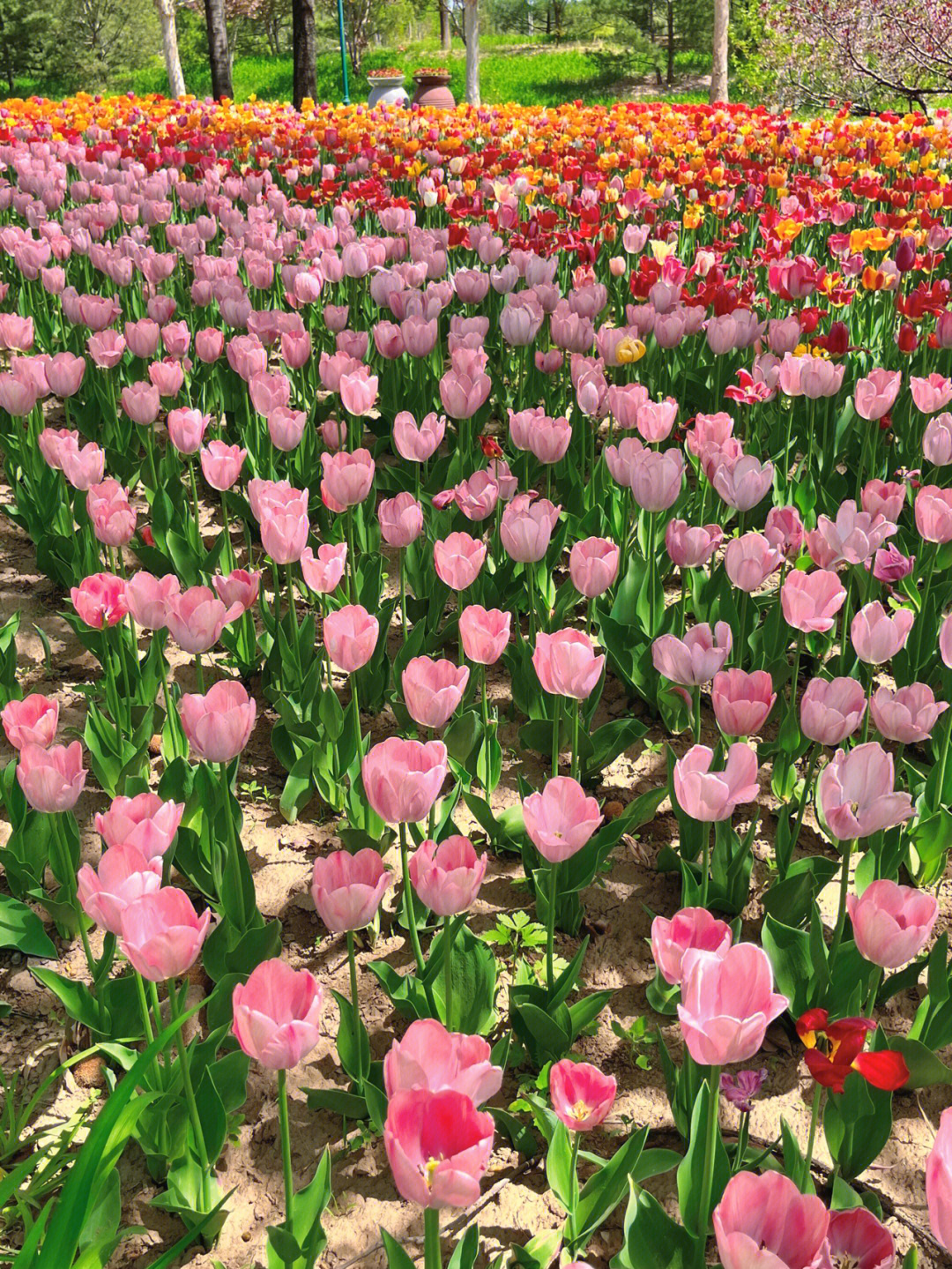 郁金香花海