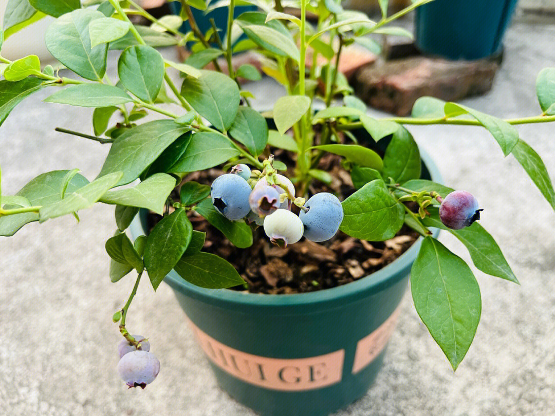 这几天的天气实在是太热了,连蓝莓奥尼尔也开始成熟了