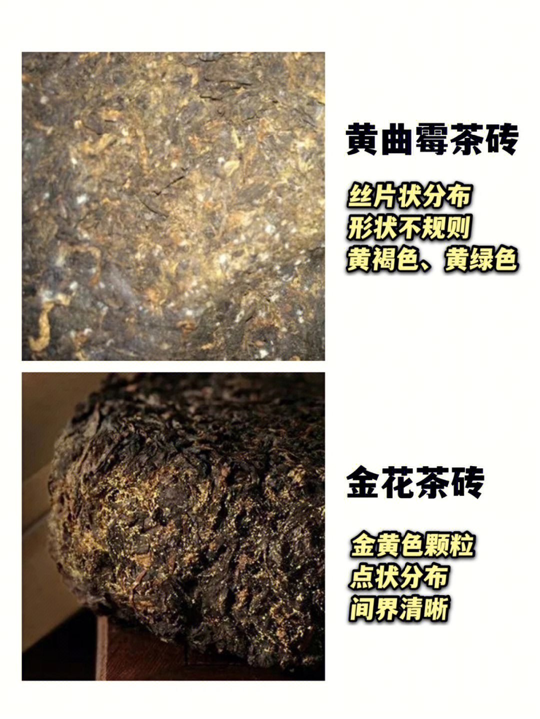 茯砖茶真金花假金花密集恐惧者慎入75