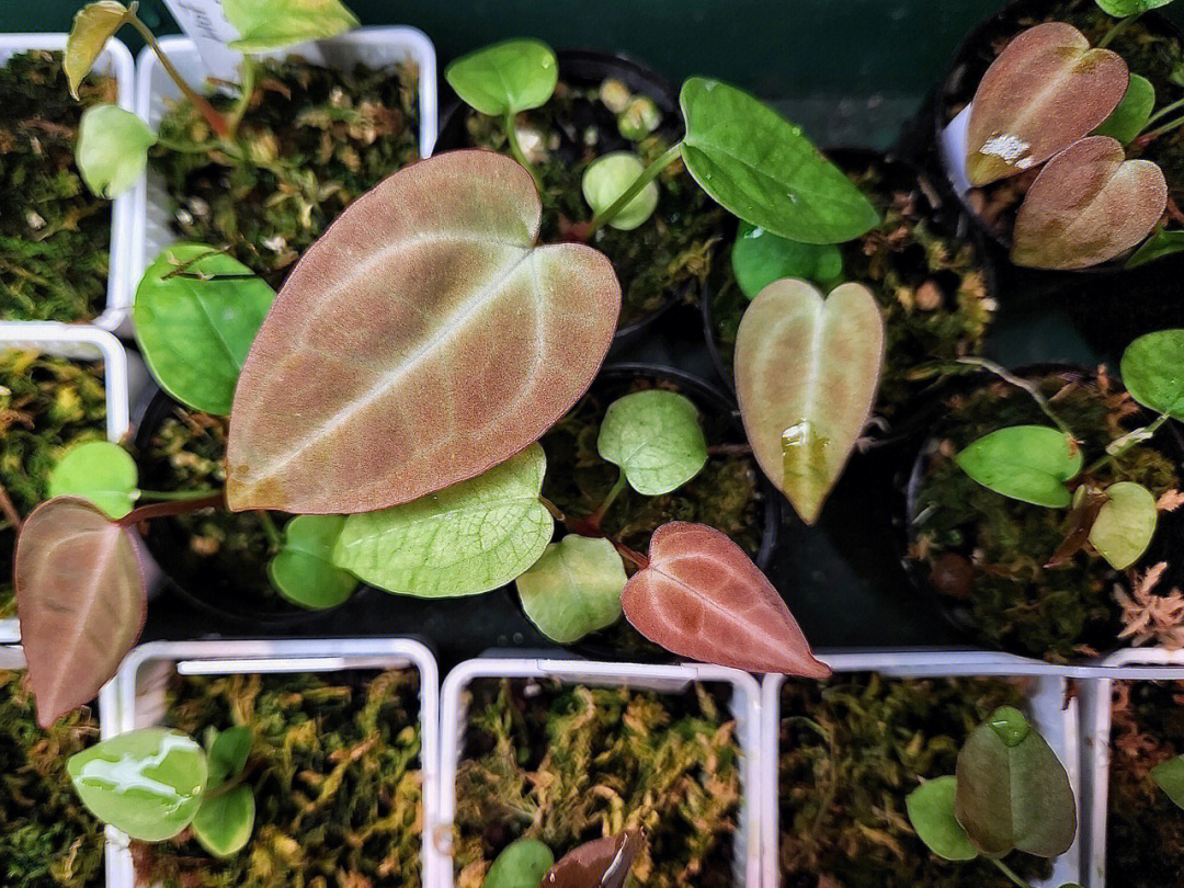 anthurium hybrid seedlings
