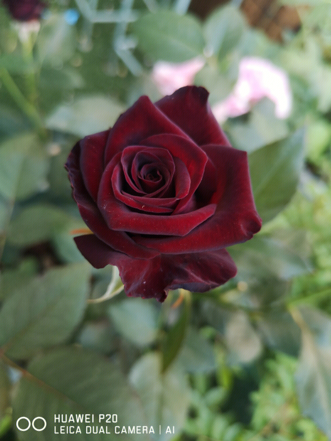 冷艳高贵玫瑰黑巴克
