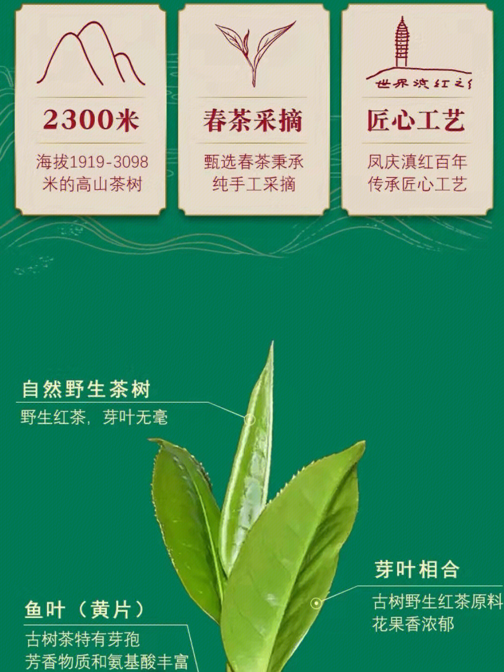 凤庆古树茶王拍卖图片