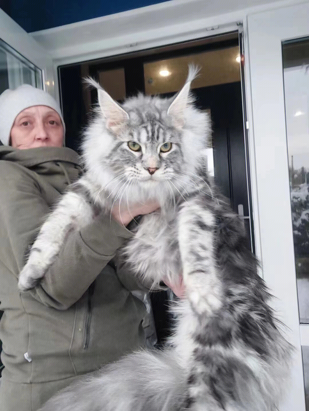 俄罗斯老太太家巨型缅因猫