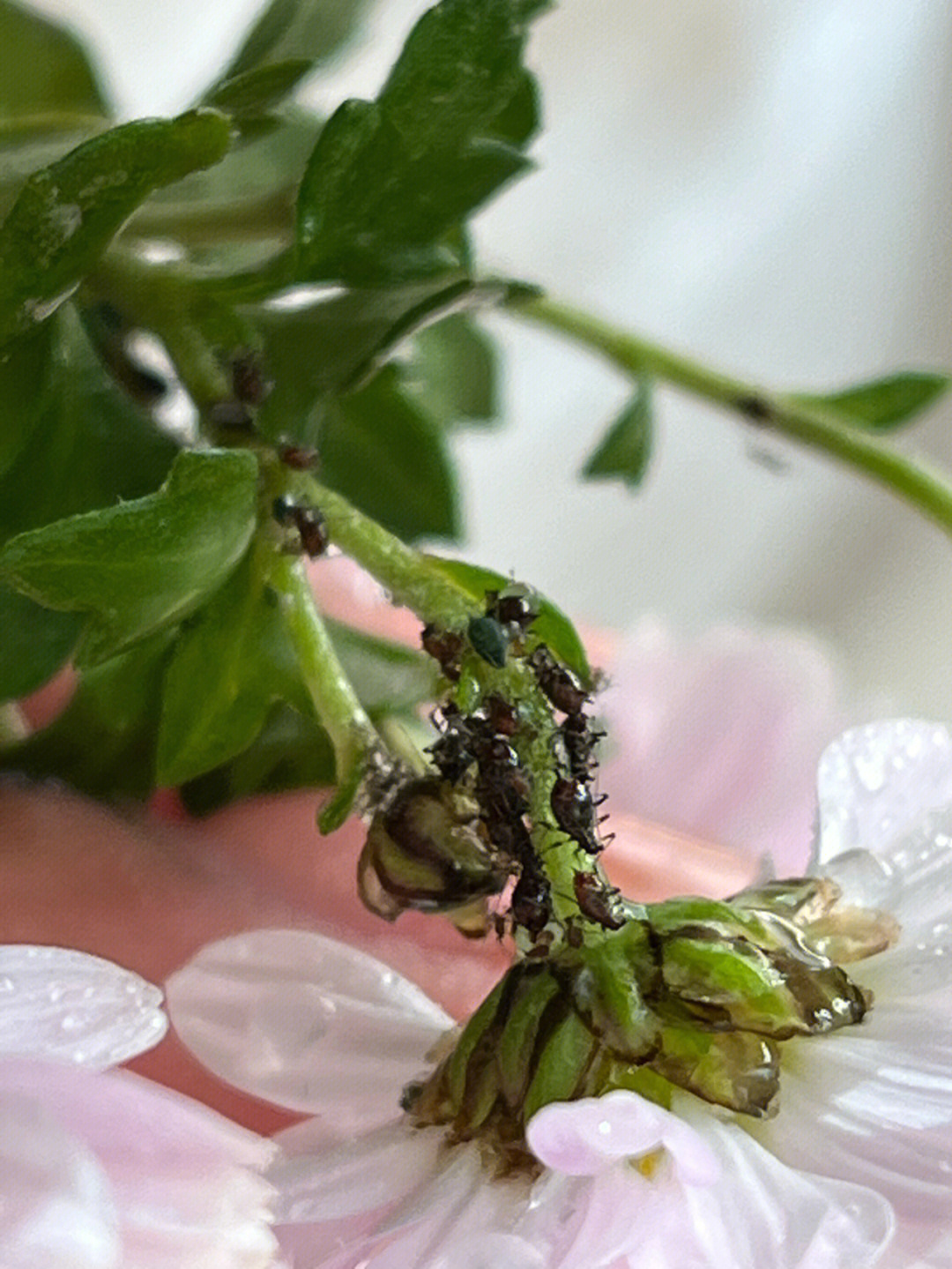 菊小长管蚜图片