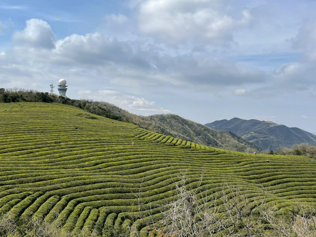 茶山