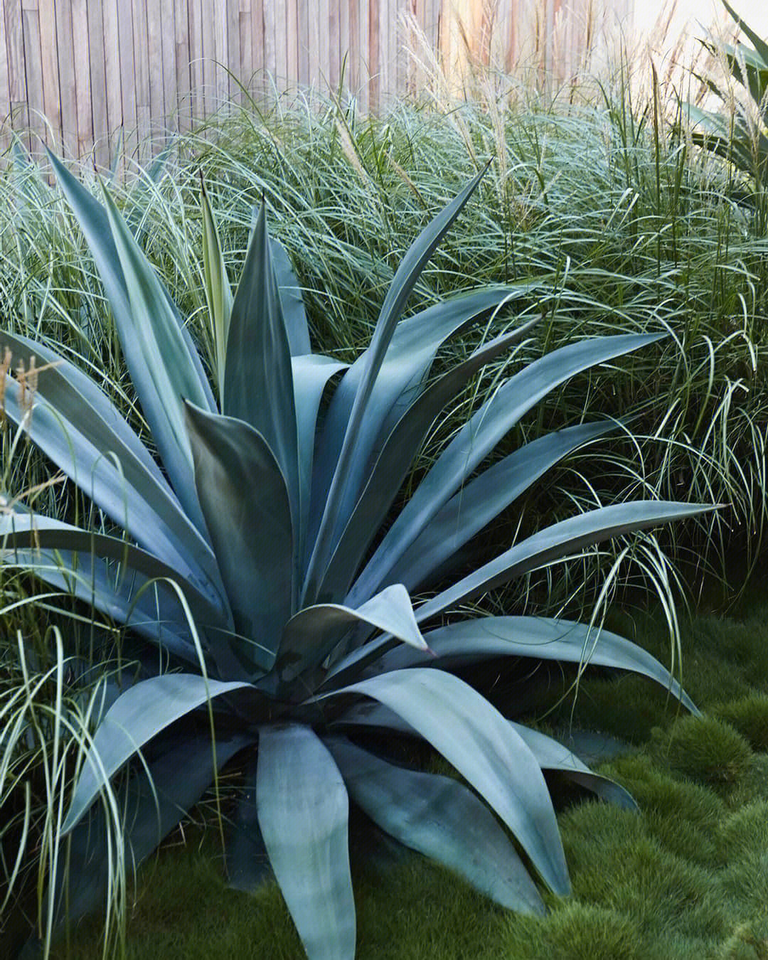 最旺宅的植物龙舌兰图片