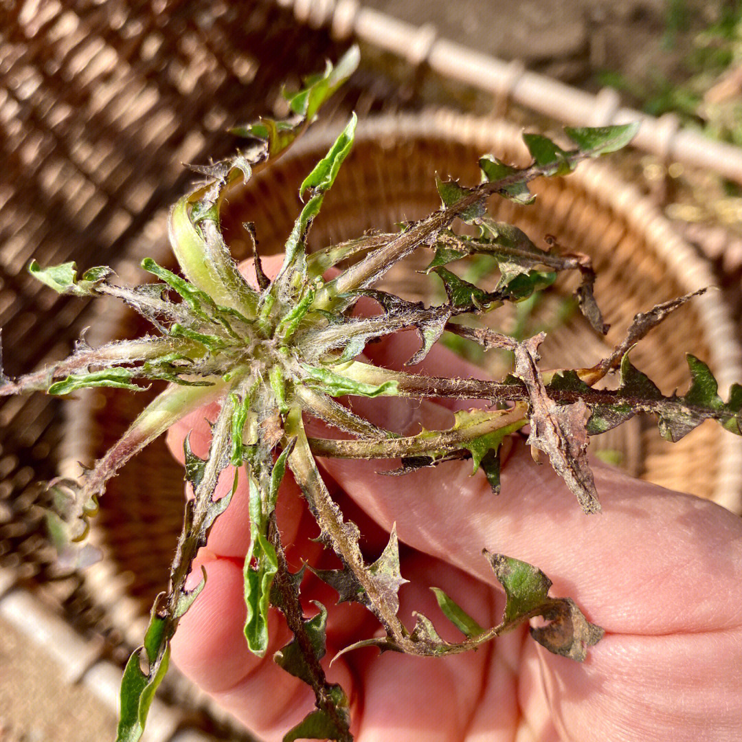 婆婆丁图片辨别图片