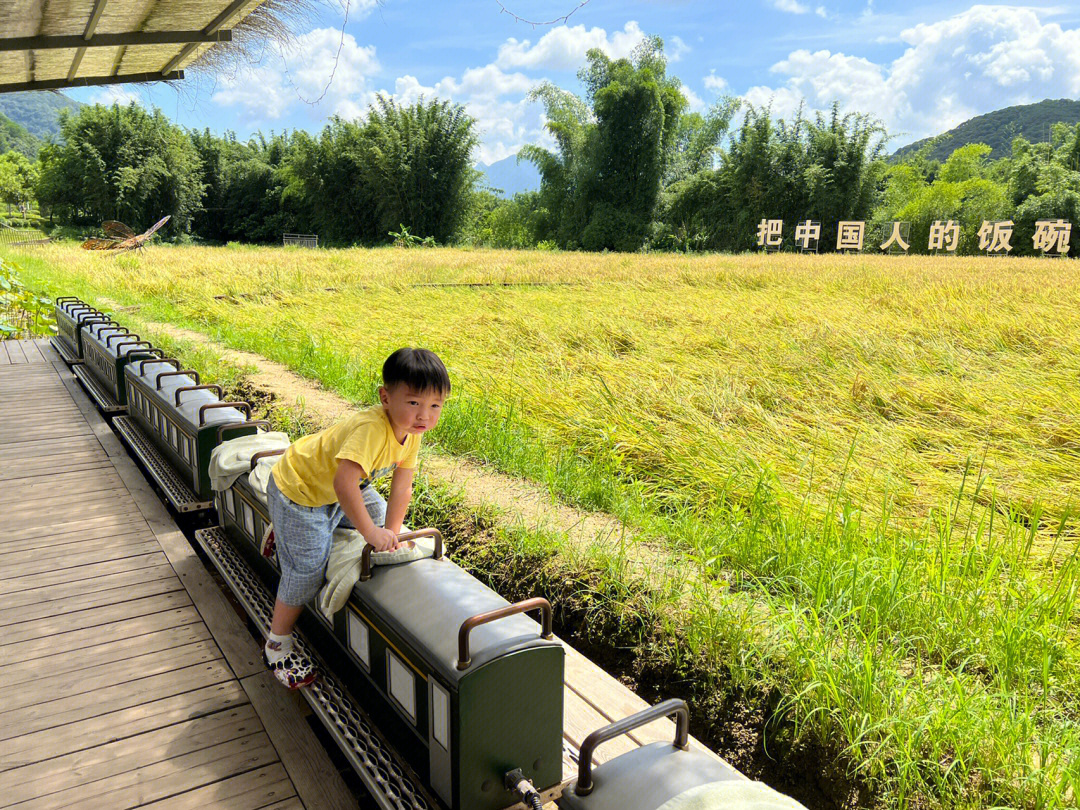 米埗村稻田小火车图片