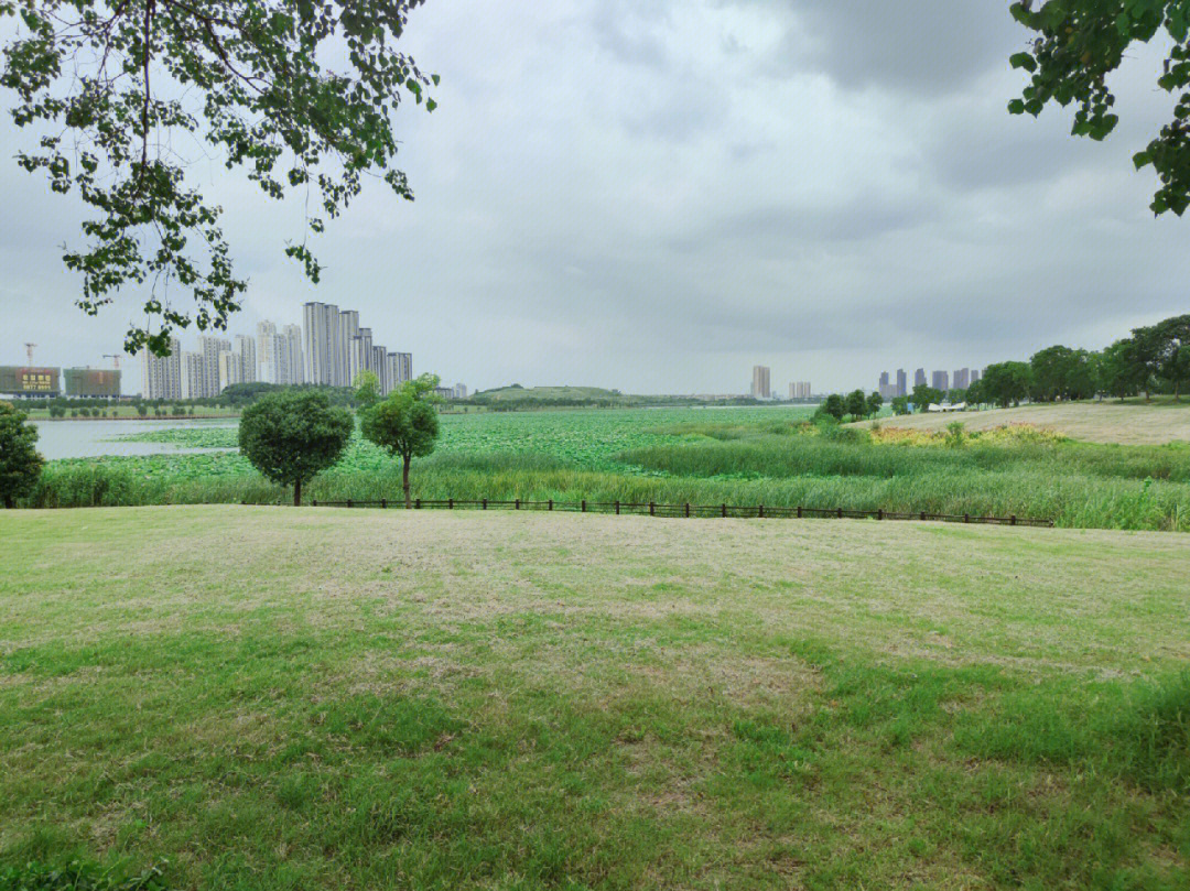 江夏区黄家湖湿地公园图片