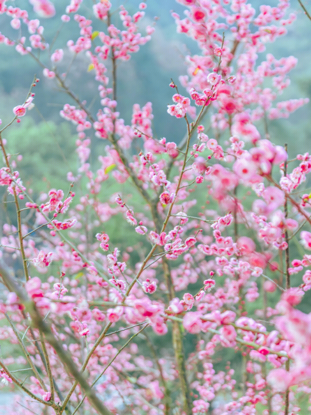 重庆歌乐山红梅花图片