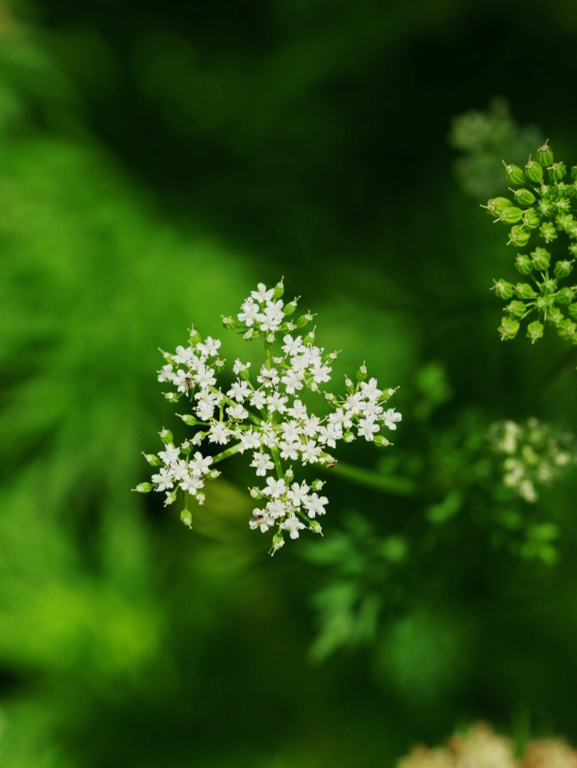 星星点点的小花