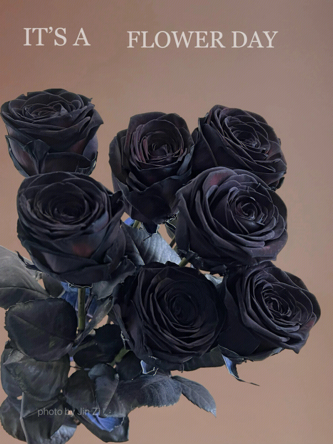 黑色厄瓜多尔玫瑰花语图片