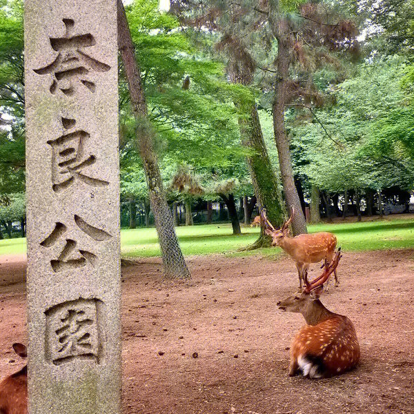 奈良公园英文图片