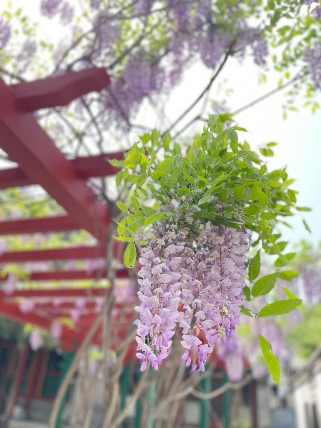 紫藤花花语象征图片