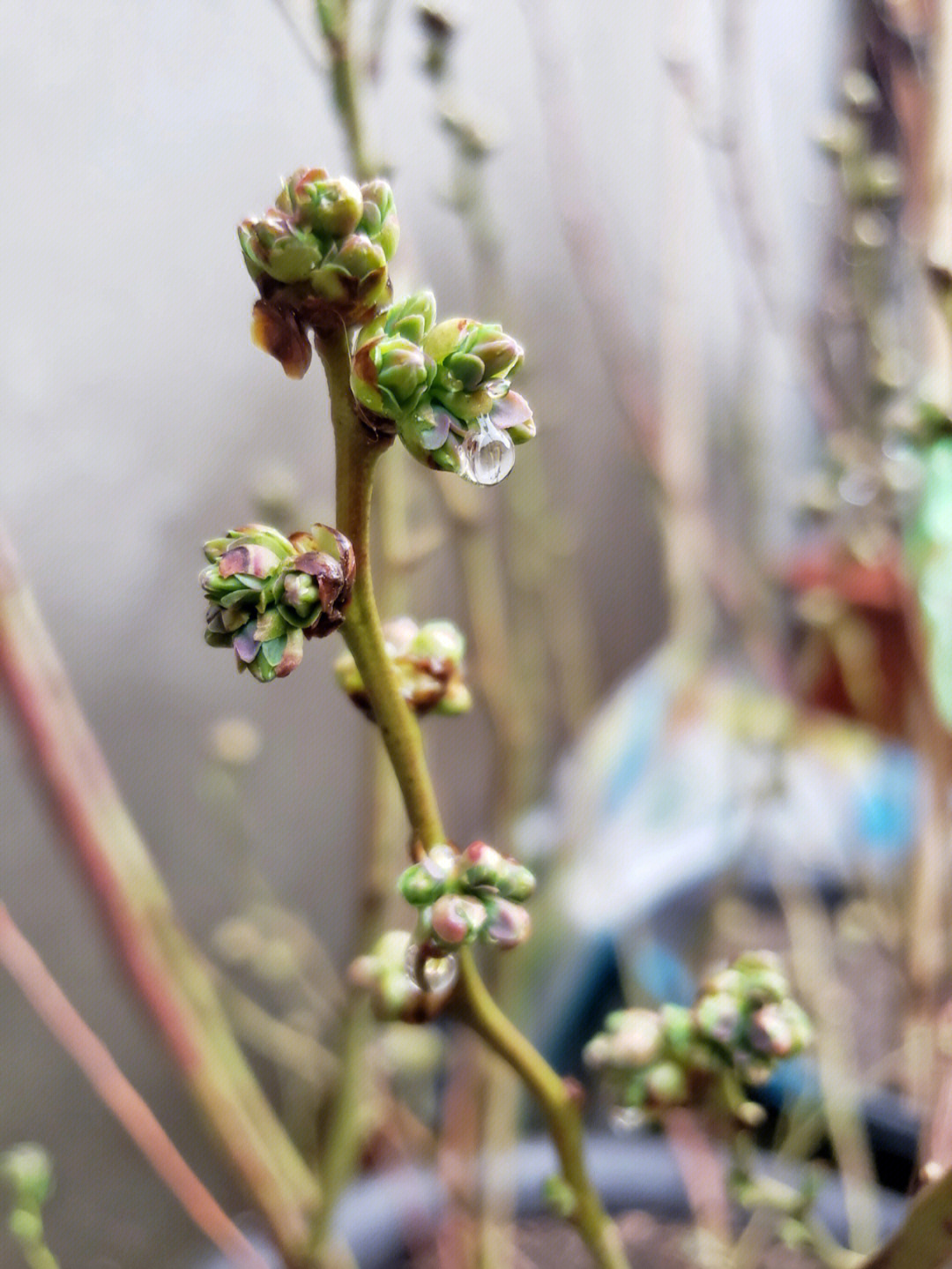 雨后蓝莓的花苞格外的美