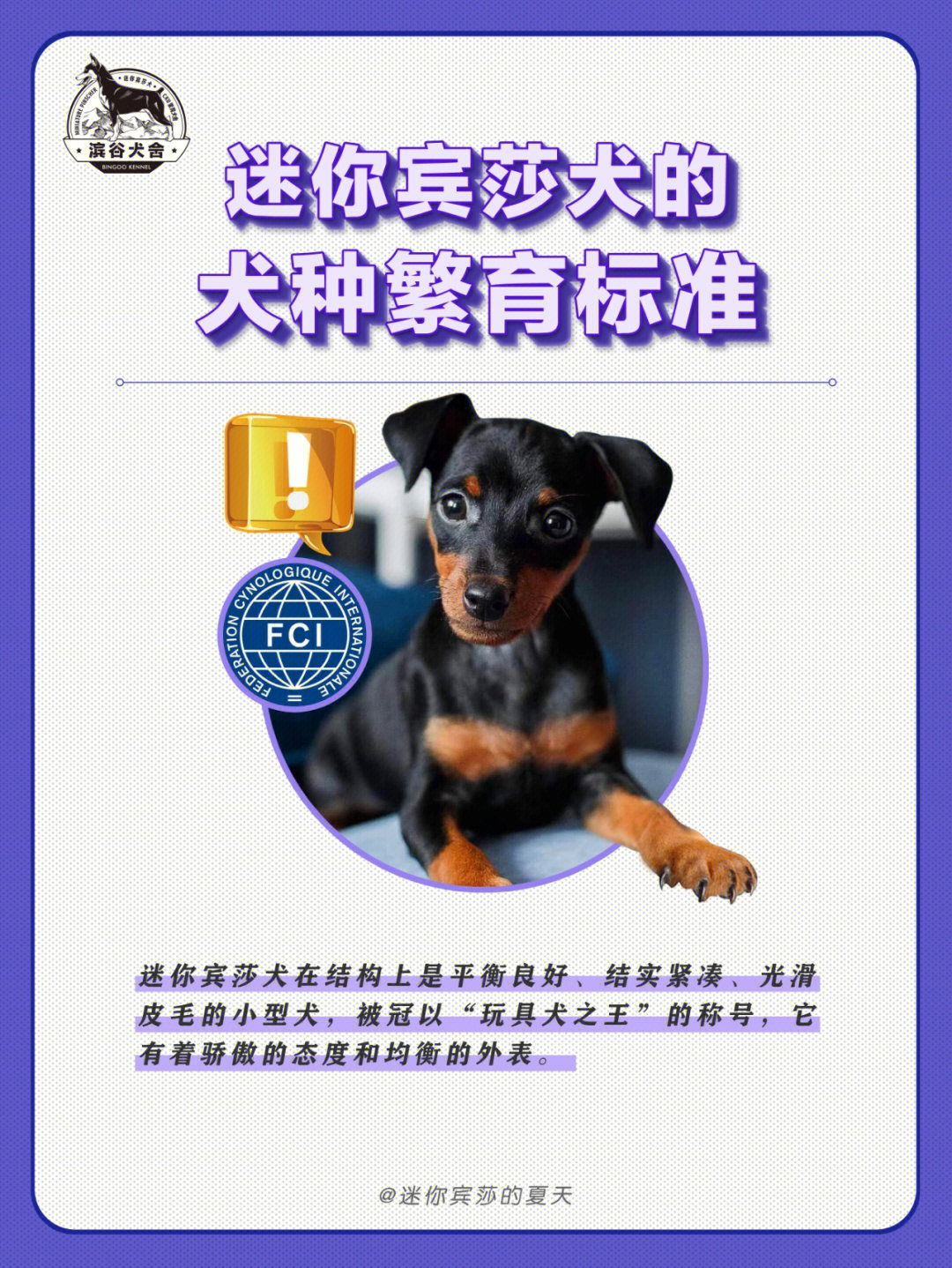 德国迷你宾莎犬AKC标准图片