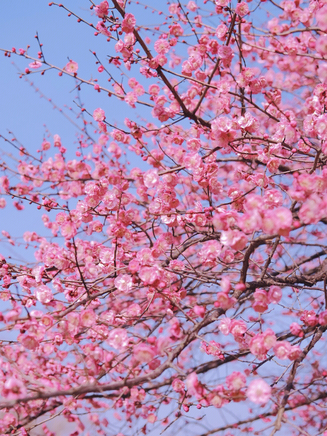 春天就是赏花时节,梅花盛开,美景无限.