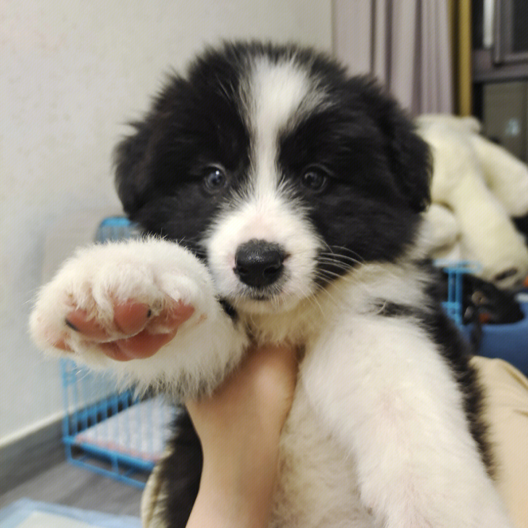 边牧幼犬和二哈有什么区别