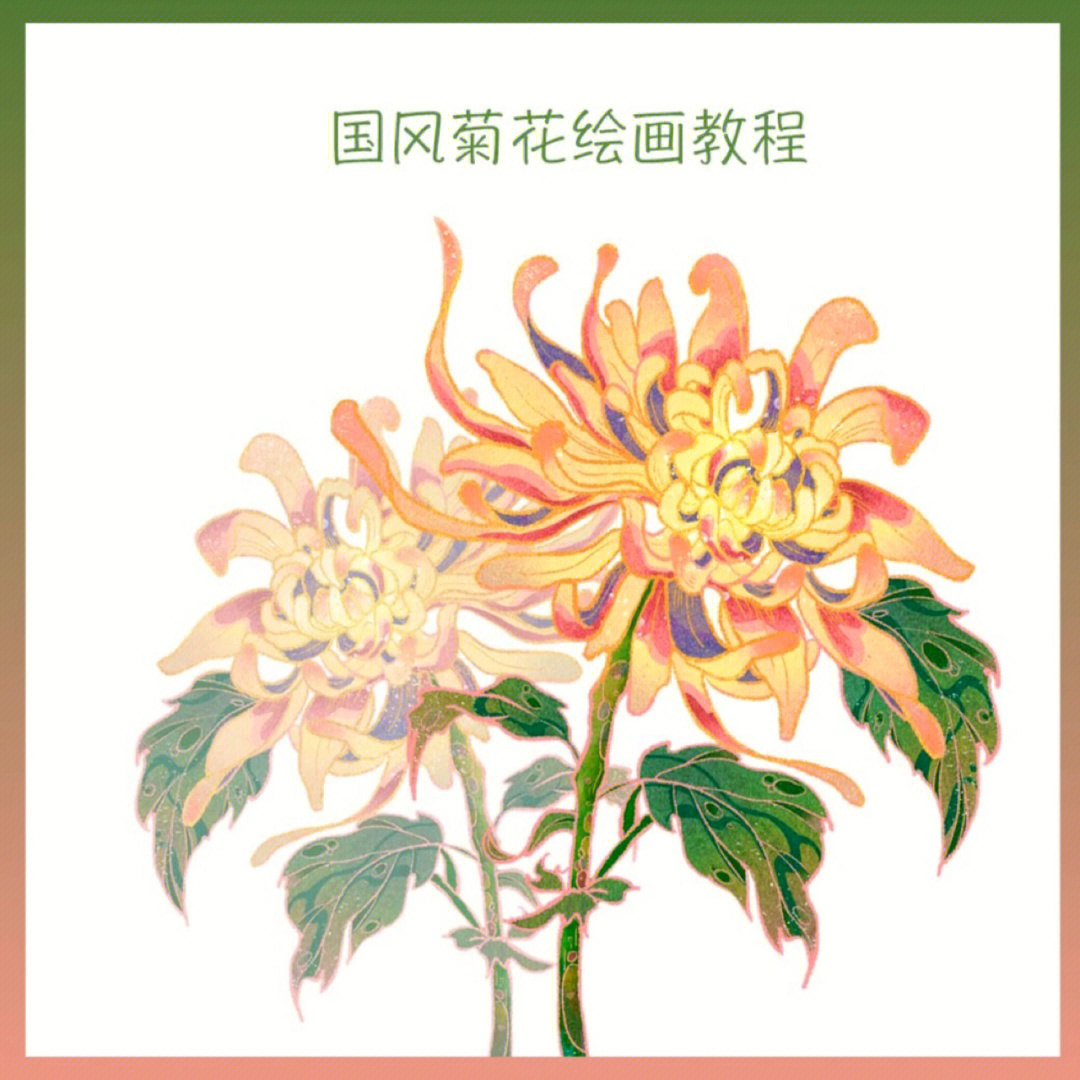 菊花的生长过程 绘画图片