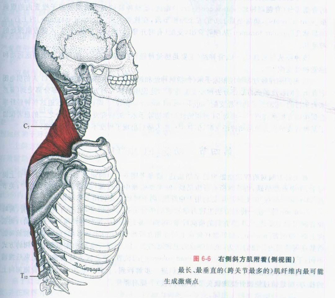 6斜方肌概述2中斜方肌文案