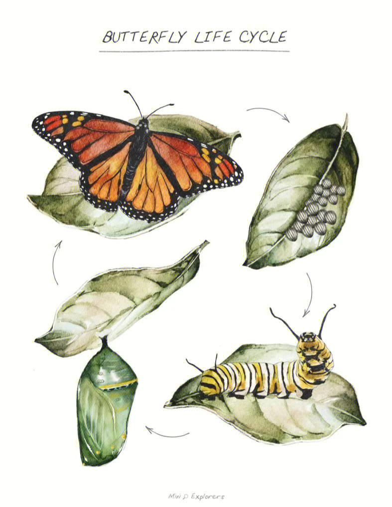 在家早教必打印帝王蝶的生命周期蝴蝶主题