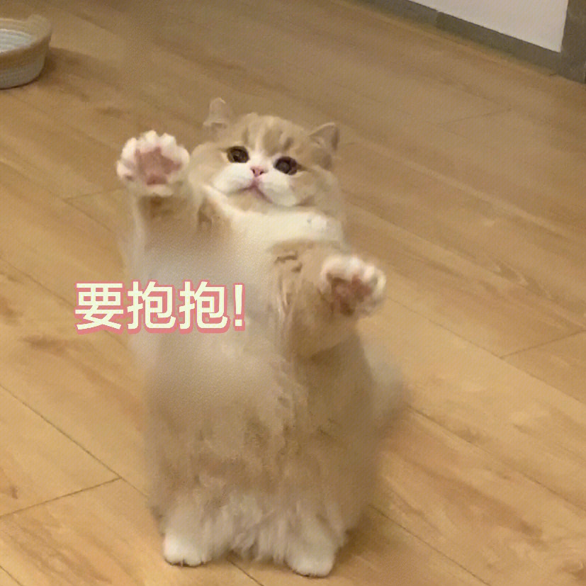 猫猫抱抱表情图片