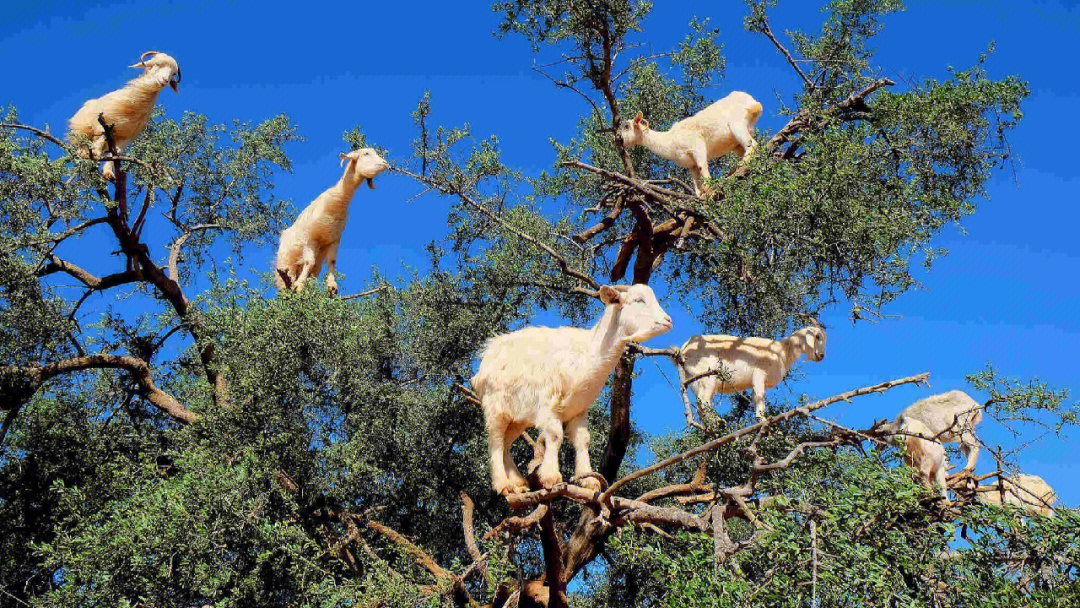羊上树的玩法图片图片