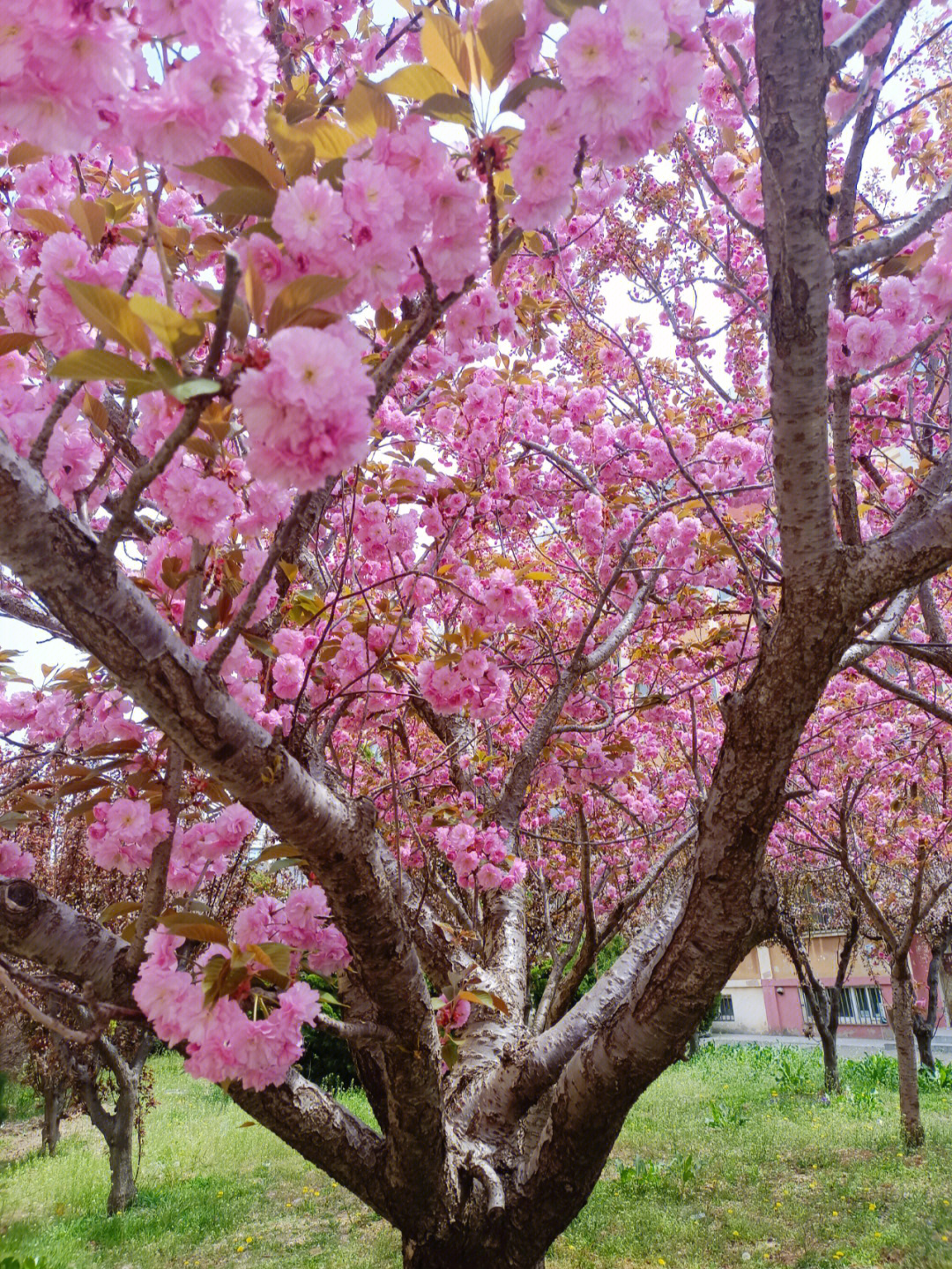 旅顺重瓣盛开期樱花