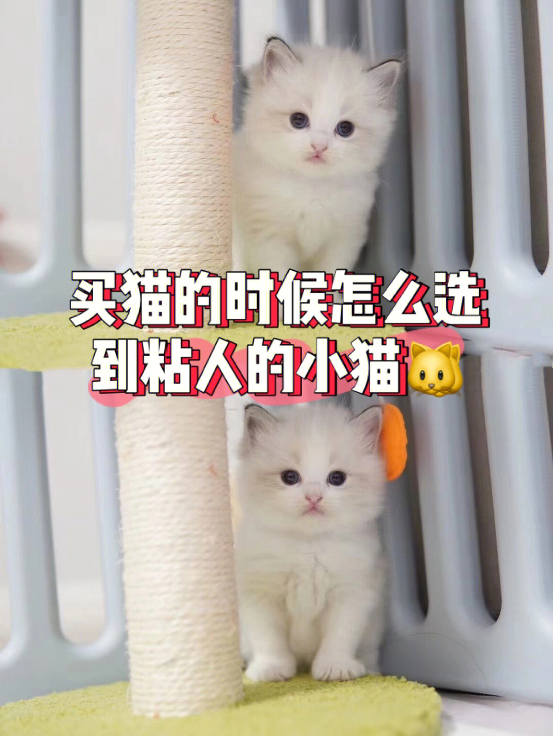 怎么买猫便宜图片